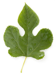 mulberry green leaves on a white background