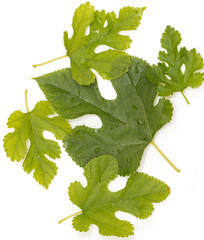 mulberry leaves on a white background