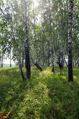 birch grove in the Urals
