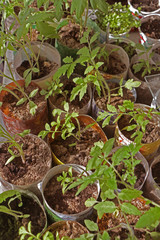 tomato seedlings