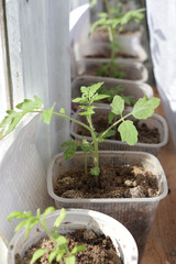 tomato seedlings