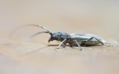 insect