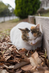 リラックスするのらねこ