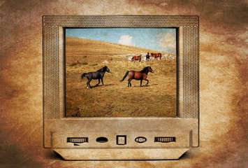 Wild horses on TV