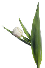 Fototapeta premium white tulip on white background