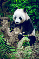 Naklejka na ściany i meble Giant panda