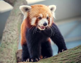 Red Panda