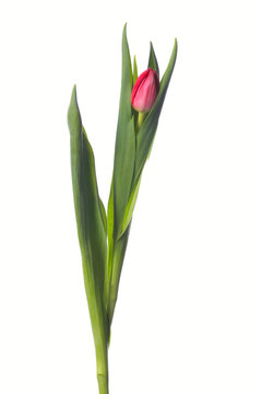 red tulip on white background