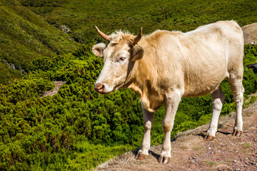 Fototapeta na wymiar Cow in mountains