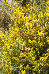ajonc épineux, ulex europaeus, flore Réunion