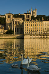 Naklejka premium Swans in Lyon