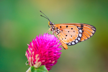 Butterfly on Globe Amaranth flowers.