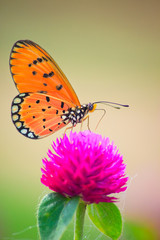 Naklejka premium Butterfly on Globe Amaranth flowers.
