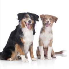 Two australian shepherd dogs - mother and daughter