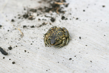 Wechselkröte, (Bufonidae) Kröte im Garten, Naturschutz 