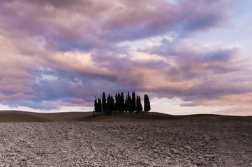 Tuscan cypresses