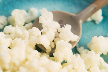 Organic probiotic milk kefir grains