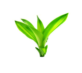 Green leaf  Cornstalk Plant on white background