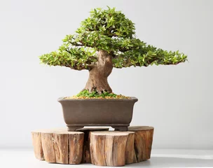 Rolgordijnen Summer bonsai azalea tree © StanOd