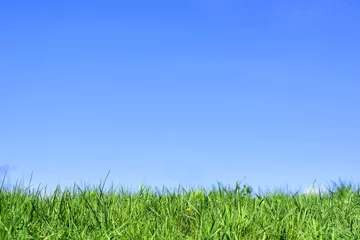 Foto op Plexiglas Groen gras onder de blauwe hemel. © Denis Rozhnovsky