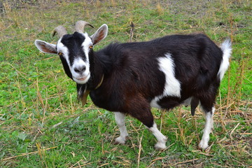 Naklejka na ściany i meble Goat posing on the grass, a goat funny facial expressions.