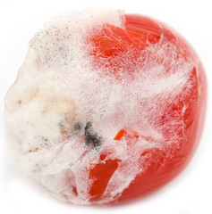 mold on the red tomato