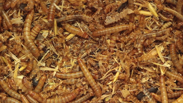 top view moving worms