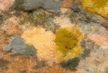 colored mold on bread