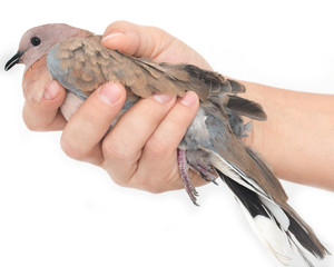 gray pigeon in hand