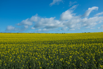 Fototapeta premium Rape field with blye sky and horizon line