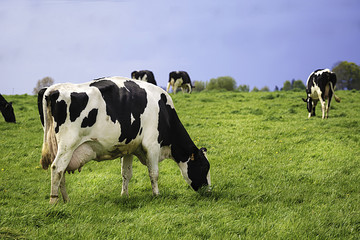 Cows on meadow with green grass