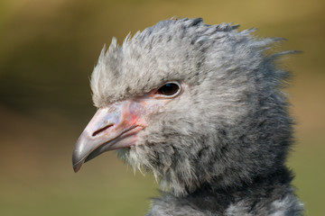 southern screamer - Chauna torquata