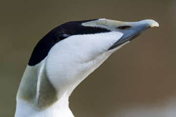 common eider - Somateria mollissima