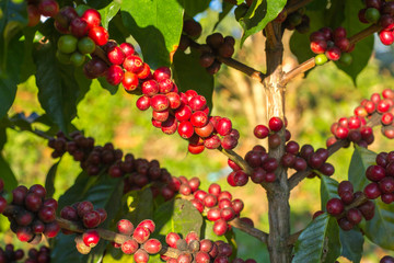 Branch of a coffee tree with ripe fruits