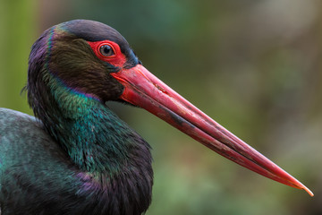Black stork - Ciconia nigra