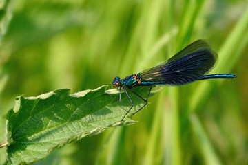 Calopteryx splendes, immature male