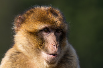 Barbary ape