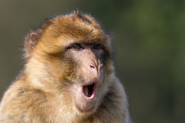 Obraz premium Barbary ape