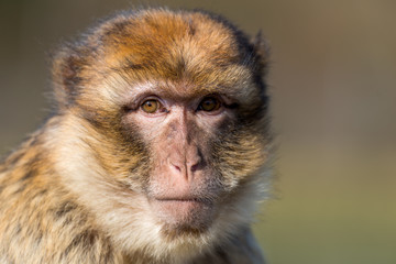 Barbary ape
