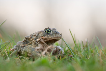 Toad - Bufo calamita