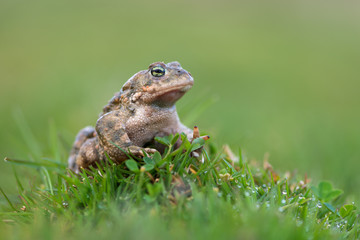 Toad - Bufo calamita
