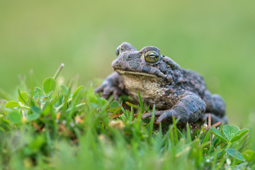 Bufo virdis