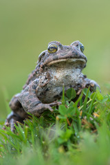 Bufo virdis