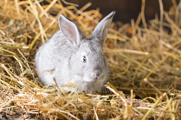 Rabbit on Dry Grass