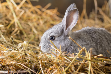 Rabbit on Dry Grass