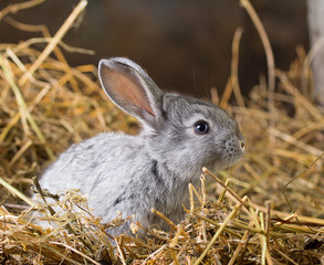 Rabbit on Dry Grass