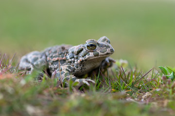 Bufo virdis