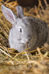 Rabbit on Dry Grass