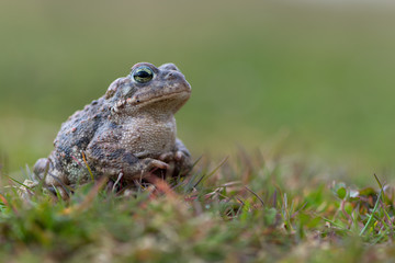 Toad - Bufo calamita