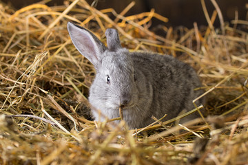 Rabbit on Dry Grass